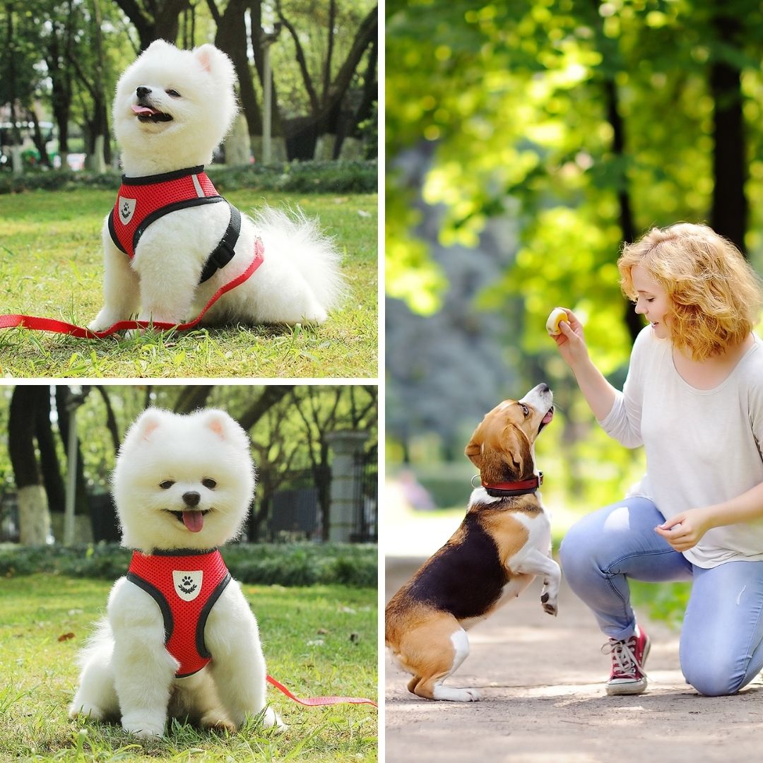 DenHavn | Dog Harness®